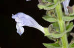 Heartleaf skullcap